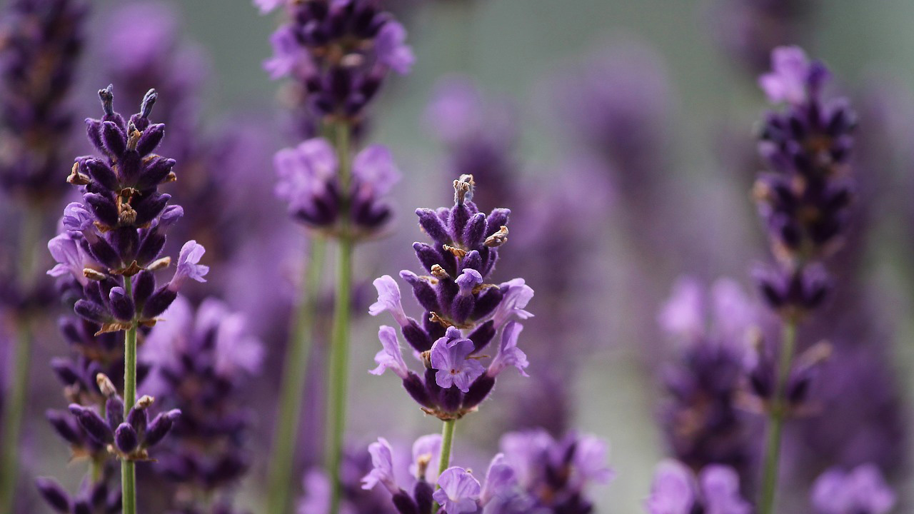 Imageberatung für die Stechmücke – Warum im Himmel hat Gott die kleinen Blutsauger geschaffen?